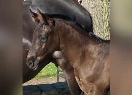 Westphalian, Stallion, , 16,2 hh, Black
