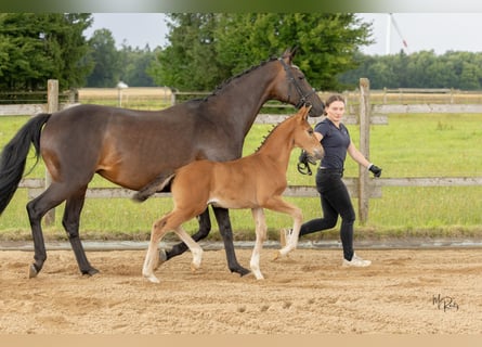 Westphalian, Stallion, Foal (06/2025), 16,2 hh, Brown