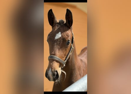 Westphalian, Stallion, , 16,2 hh, Brown