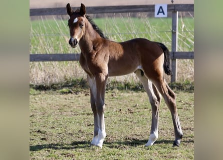 Westphalian, Stallion, , 16,2 hh, Brown
