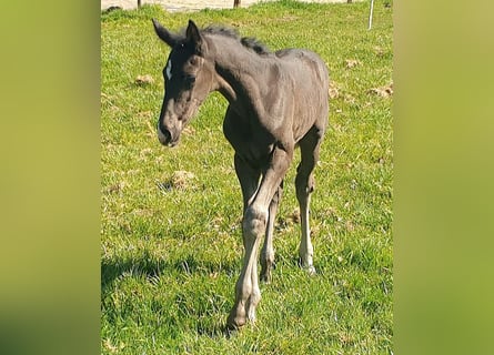 Westphalian, Stallion, , 16,3 hh, Black