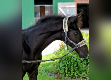 Westphalian, Stallion, Foal (03/2025), 16,3 hh, Black