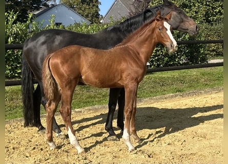 Westphalian, Stallion, Foal (05/2025), 16,3 hh, Chestnut