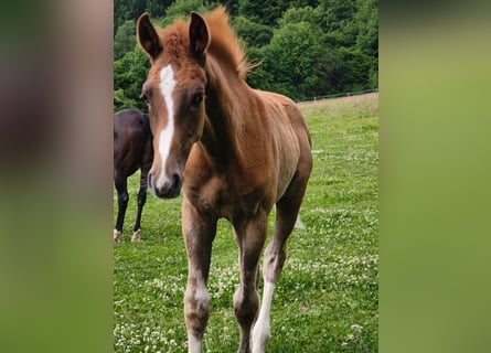 Westphalian, Stallion, Foal (02/2025), 17 hh, Chestnut-Red