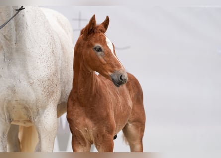 Westphalian, Stallion, Foal (05/2024), 17 hh, Gray-Red-Tan
