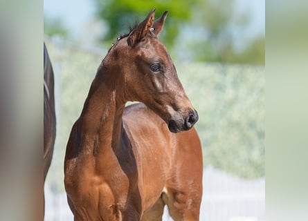 Westphalian, Stallion, , Bay-Dark