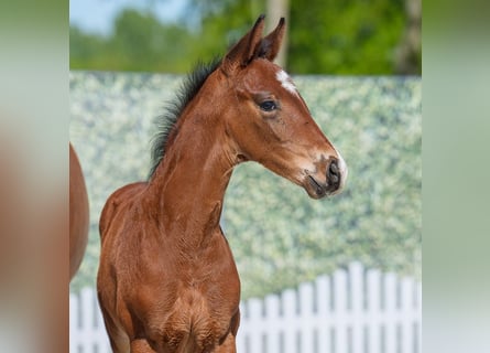 Westphalian, Stallion, , Bay-Dark