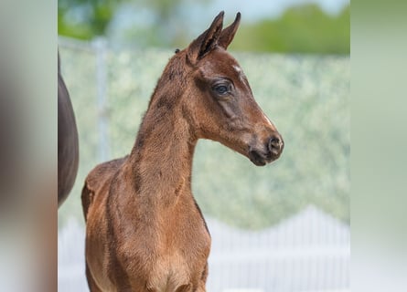 Westphalian, Stallion, , Bay-Dark