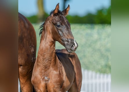 Westphalian, Stallion, Foal (05/2026), Bay-Dark