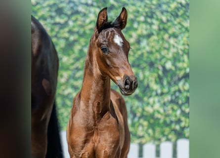Westphalian, Stallion, Foal (05/2026), Bay-Dark