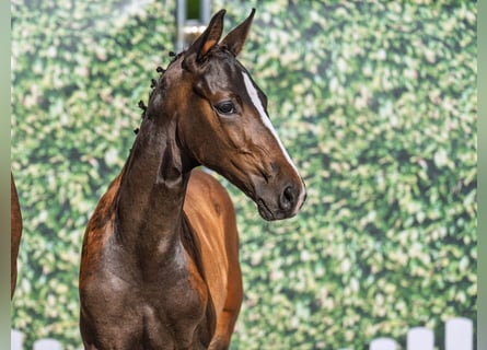 Westphalian, Stallion, Foal (04/2025), Bay-Dark