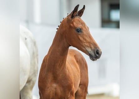 Westphalian, Stallion, Foal (04/2024), Bay-Dark