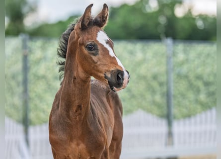 Westphalian, Stallion, , Bay-Dark