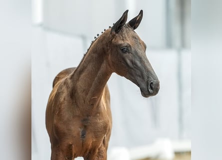 Westphalian, Stallion, Foal (04/2024), Bay-Dark