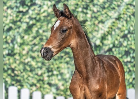 Westphalian, Stallion, , Bay-Dark