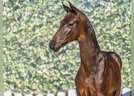 Westphalian, Stallion, , Bay-Dark