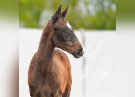 Westphalian, Stallion, Foal (01/2024), Bay-Dark