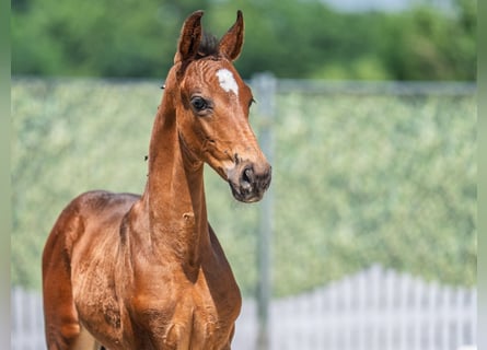 Westphalian, Stallion, , Bay-Dark