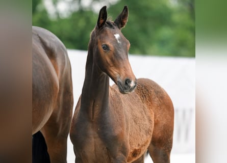 Westphalian, Stallion, Foal (03/2024), Bay-Dark