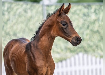 Westphalian, Stallion, , Bay-Dark