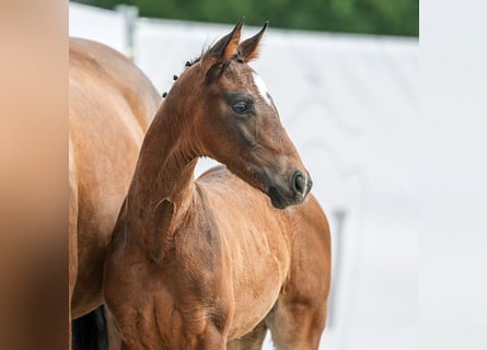 Westphalian, Stallion, Foal (04/2024), Bay-Dark