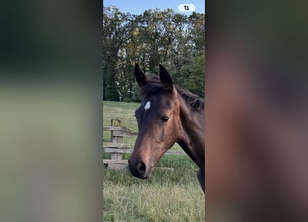 Westphalian, Stallion, Foal (03/2026), Bay-Dark