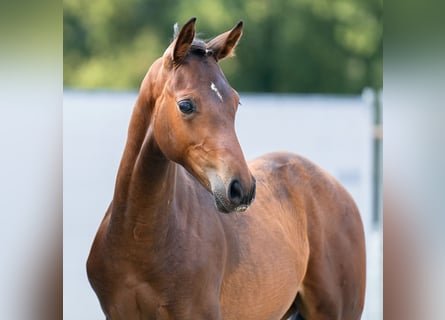 Westphalian, Stallion, Foal (04/2023), Bay-Dark