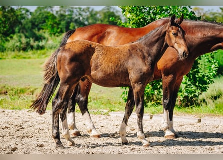 Westphalian, Stallion, Foal (03/2026), Bay-Dark