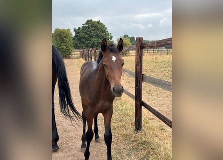 Westphalian, Stallion, Foal (03/2026), Bay-Dark