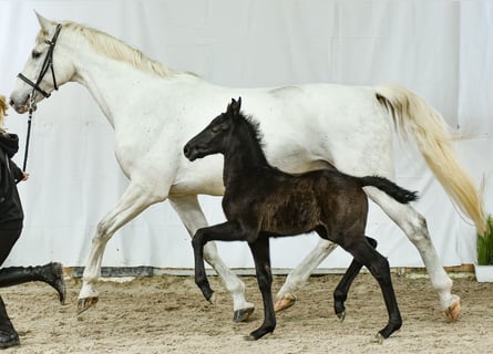 Westphalian, Stallion, Foal (03/2024), Bay-Dark