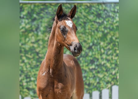 Westphalian, Stallion, Foal (05/2026), Bay-Dark
