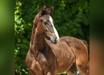 Westphalian, Stallion, Foal (04/2024), Bay-Dark