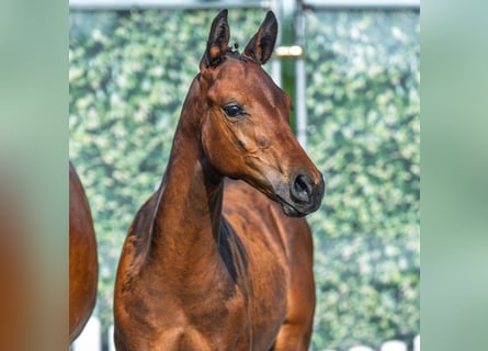 Westphalian, Stallion, Foal (05/2025), Bay-Dark