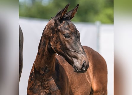 Westphalian, Stallion, Foal (06/2024), Bay-Dark