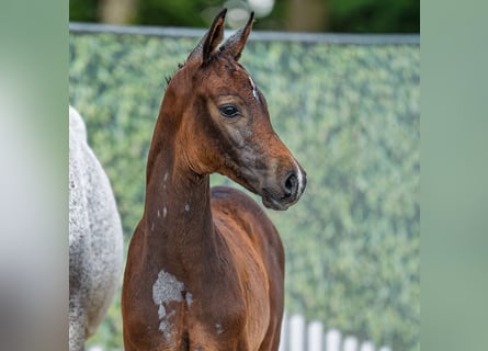 Westphalian, Stallion, Foal (05/2025), Bay-Dark