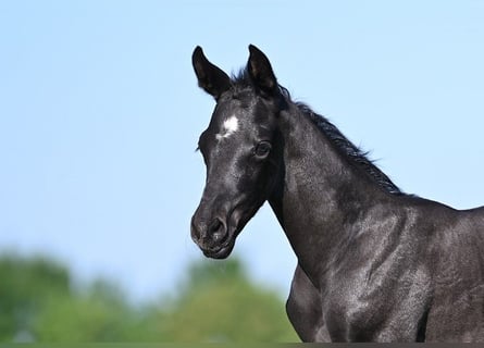 Westphalian, Stallion, , Black
