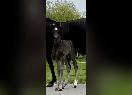 Westphalian, Stallion, , Black