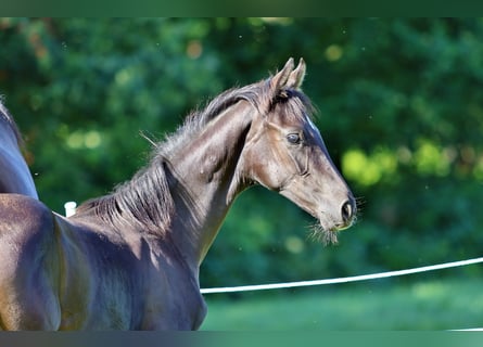 Westphalian, Stallion, Foal (03/2023), Black