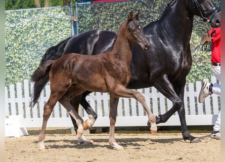 Westphalian, Stallion, Foal (04/2026), Black