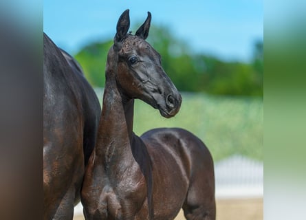 Westphalian, Stallion, Foal (06/2026), Black