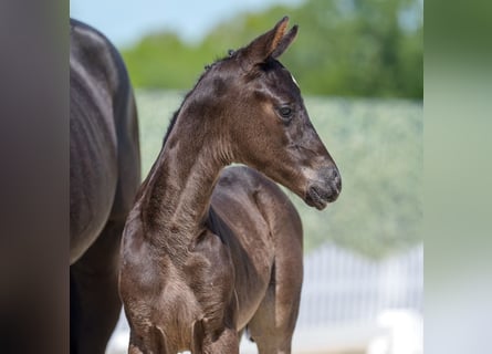 Westphalian, Stallion, , Black