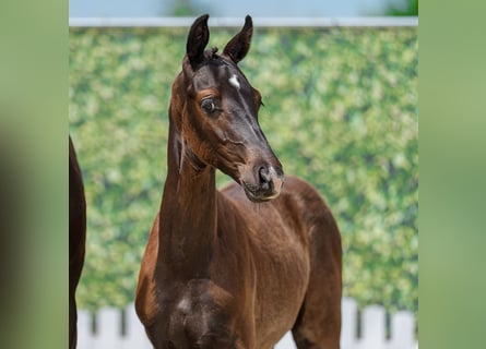 Westphalian, Stallion, Foal (04/2026), Black