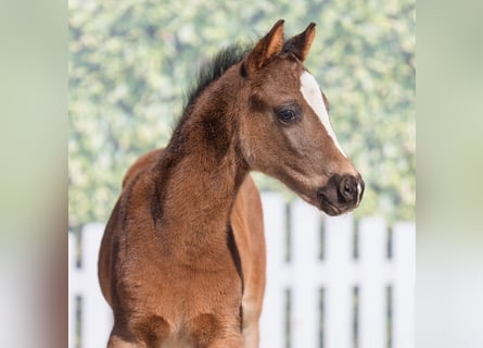 Westphalian, Stallion, , Black