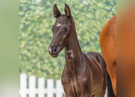 Westphalian, Stallion, Foal (05/2026), Black
