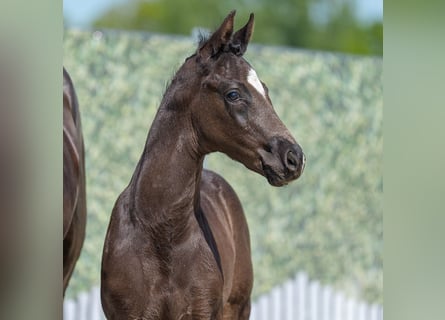 Westphalian, Stallion, , Black