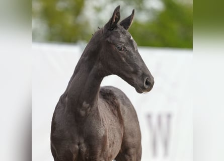 Westphalian, Stallion, Foal (03/2024), Black