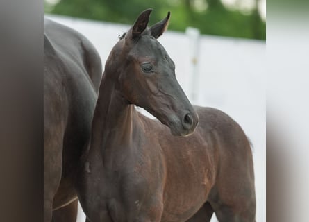 Westphalian, Stallion, Foal (04/2024), Black