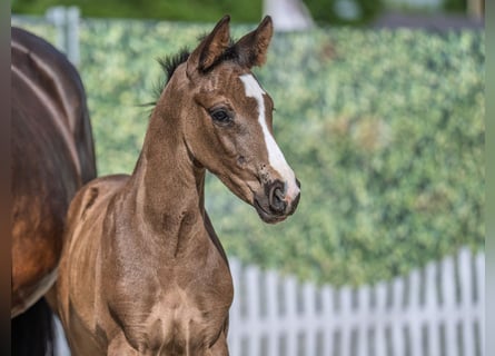 Westphalian, Stallion, , Black