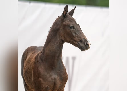 Westphalian, Stallion, Foal (03/2024), Black