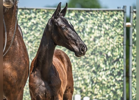 Westphalian, Stallion, , Black
